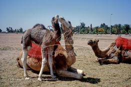 Image du Maroc Professionnelle de  Un bébé chameau joue avec sa maman sur le terrain d'El Bâb Jdid (Nouvelle Porte), cette porte, est l'accès aux quartier de l'Hivernage et de la Médina, située face à l'hotel la Mamounia. Ces animaux attendent l'arrivée de touriste pour le plaisir des prises de photo touristique à Marrakech  Samedi 20 Décembre 1986. (Photo / Abdeljalil Bounhar) 